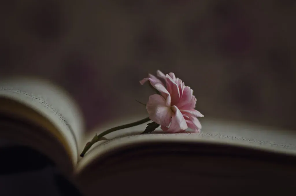 Petite rose rose posée délicatement sur la page d'un livre ouvert.